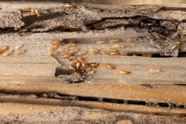 Wildlife Control Services in Factoryville, PA